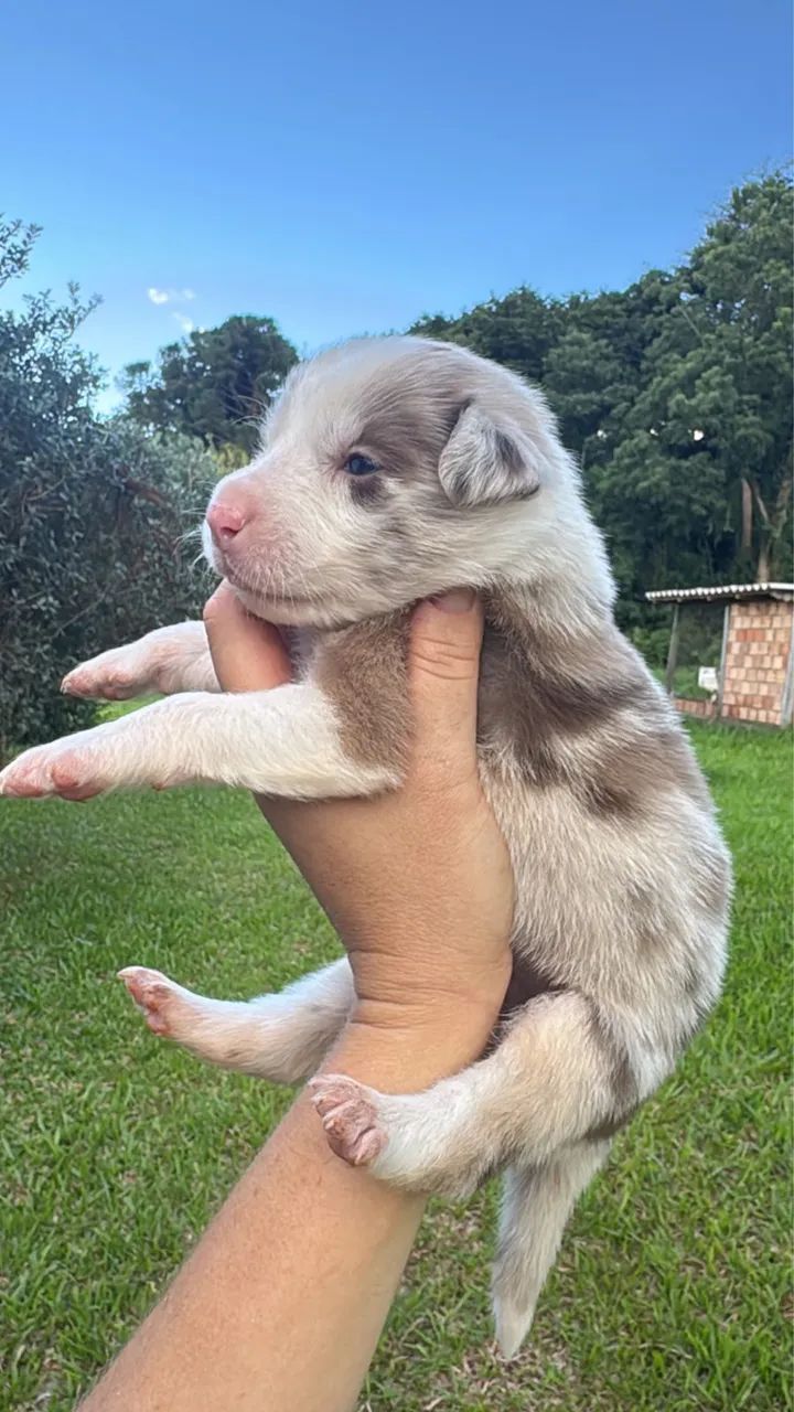 Border collie disponíveis - Foto 5