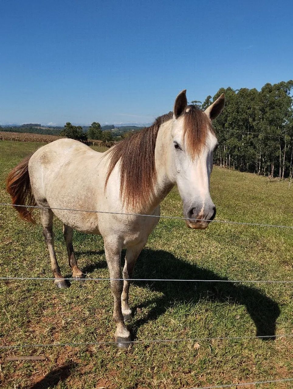 Vende-se uma Égua Mangalarga Tordilha - Foto 3