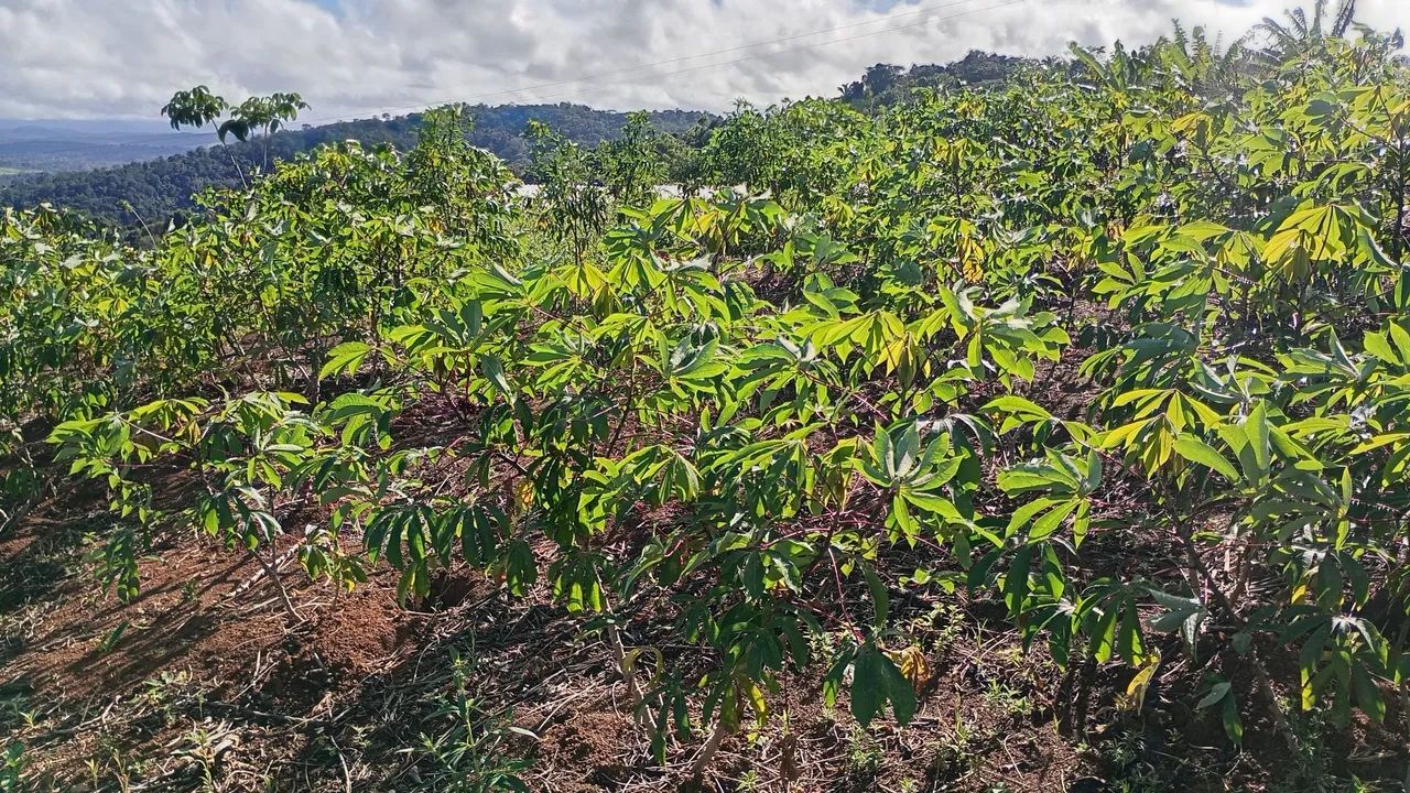 Sítio venda ou troca  - Foto 4