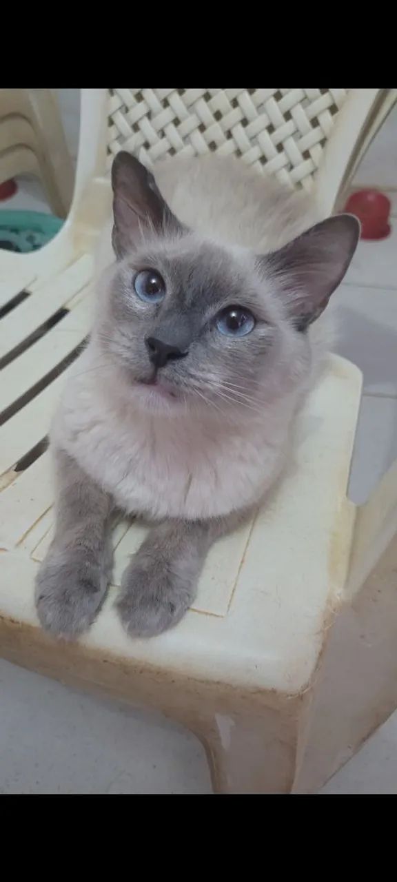 Gata fêmea para doação 