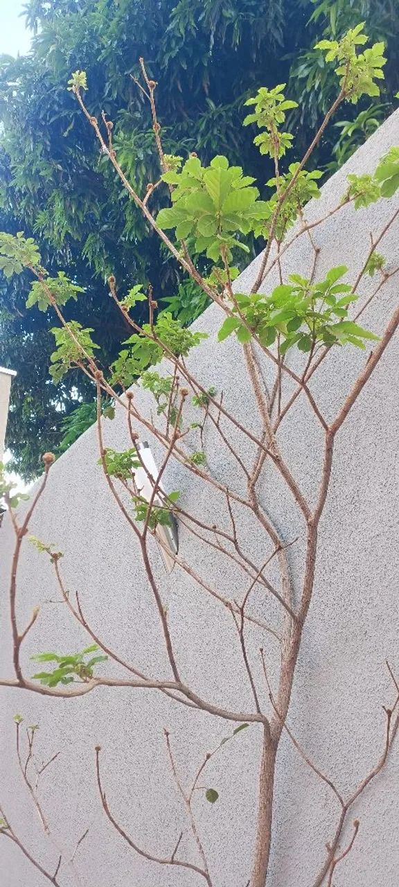 Pé de Ipê amarelo - Foto 2
