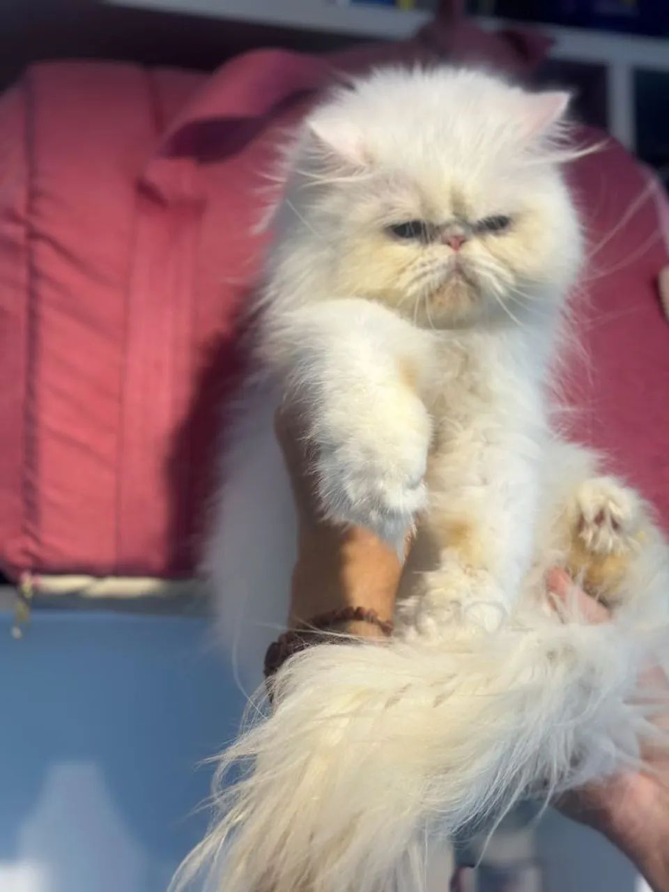 Gata persa com 9 meses - Foto 3