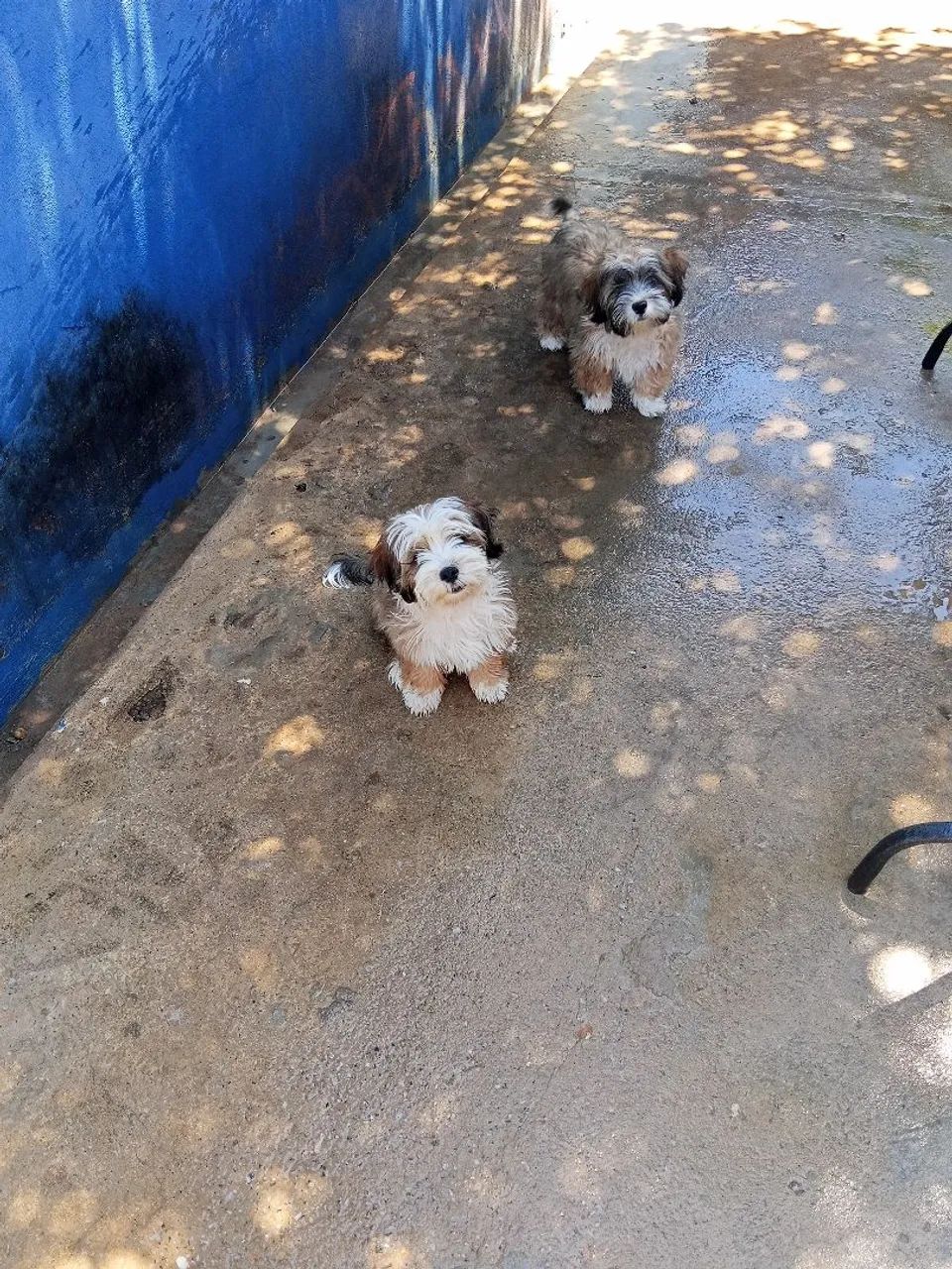 Casal de cachorro  - Foto 3
