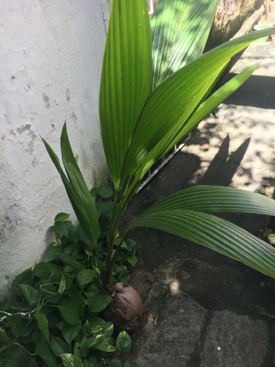2 pés de coco anão legítimo - Foto 5
