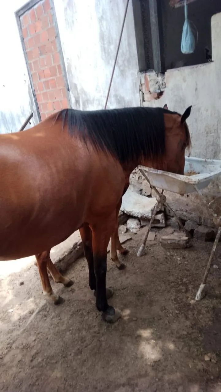 Egua Raciada com quarto de minha 