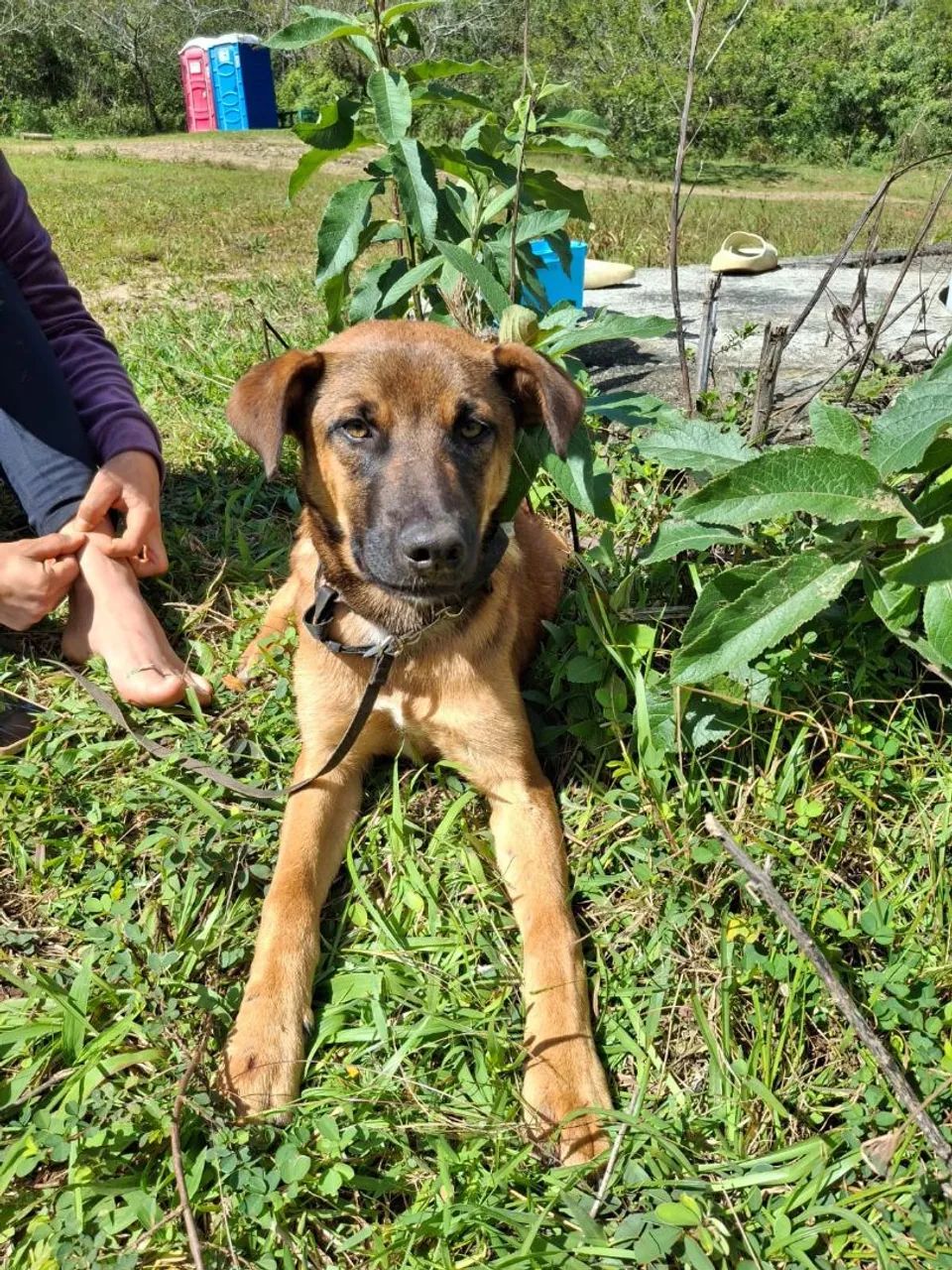 Adoção cachorro - Romeu