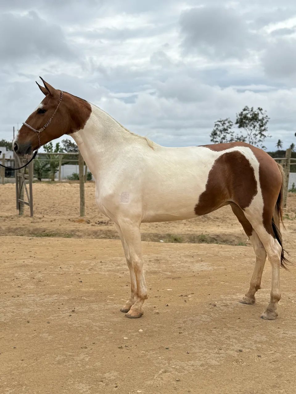 Égua campolina  - Foto 2