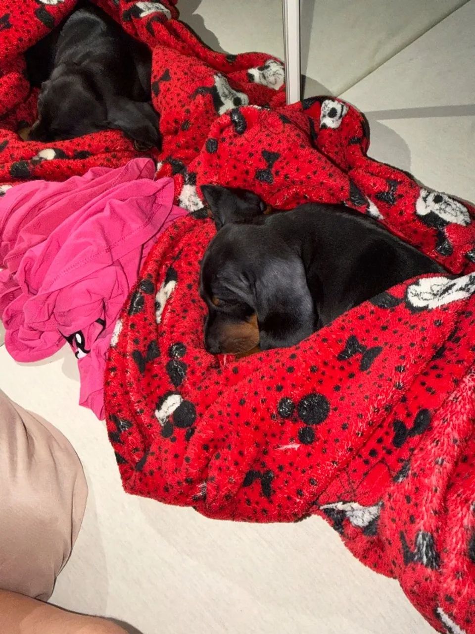 Pet - Foto 4