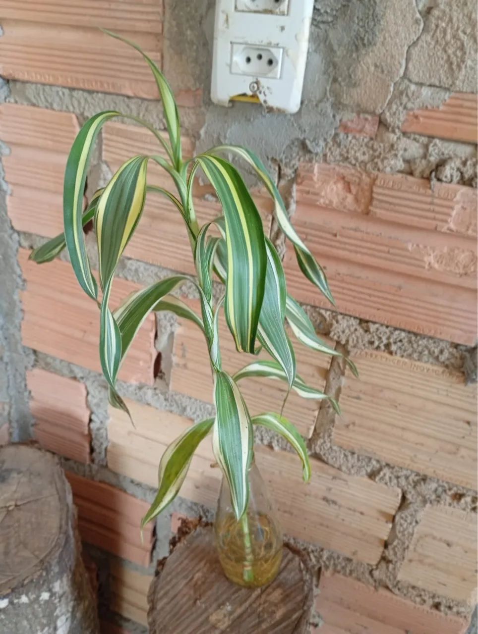 Plantas e jardim - Foto 5