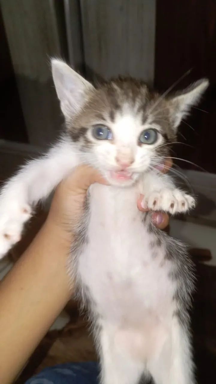 Gatos filhotes