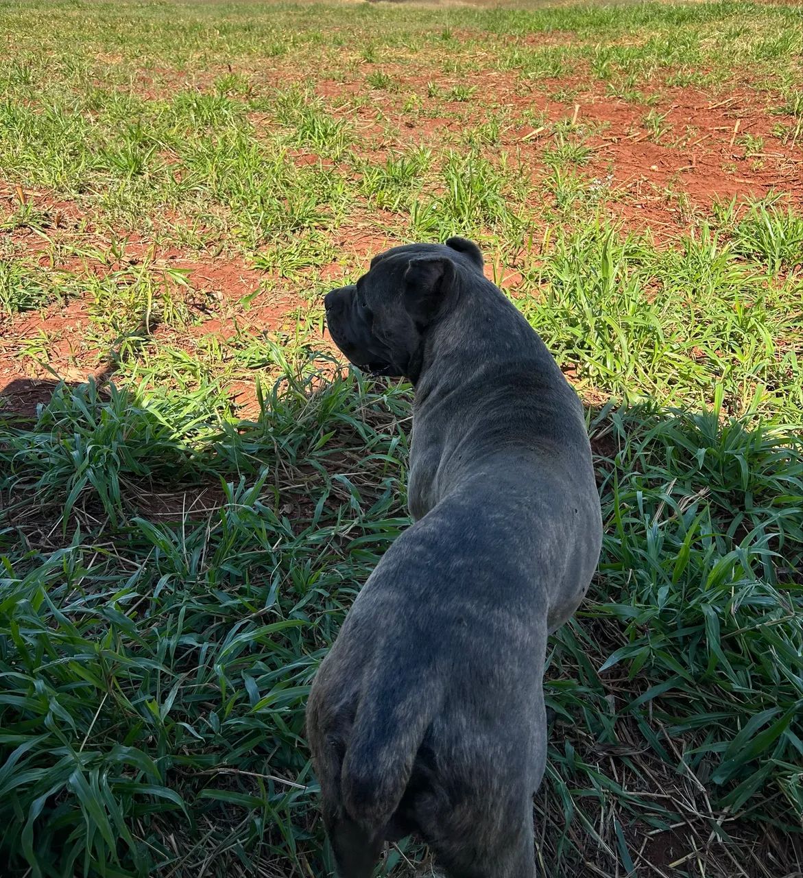 Filhotes de Cane Corso  - Foto 2
