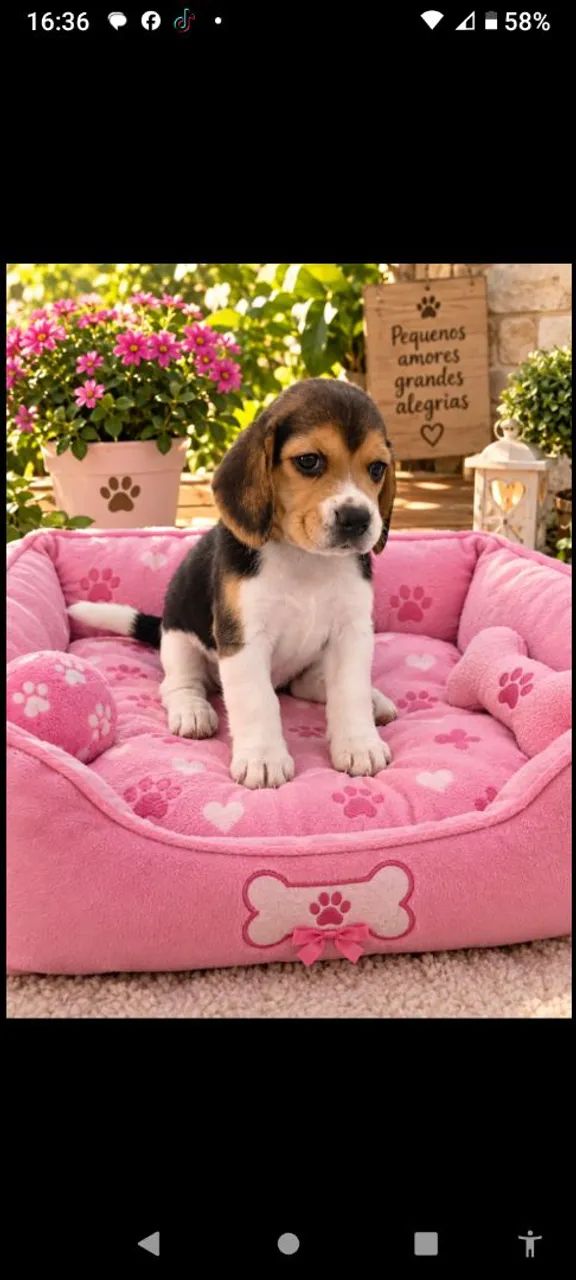 Disponível filhote de Beagle  - Foto 2