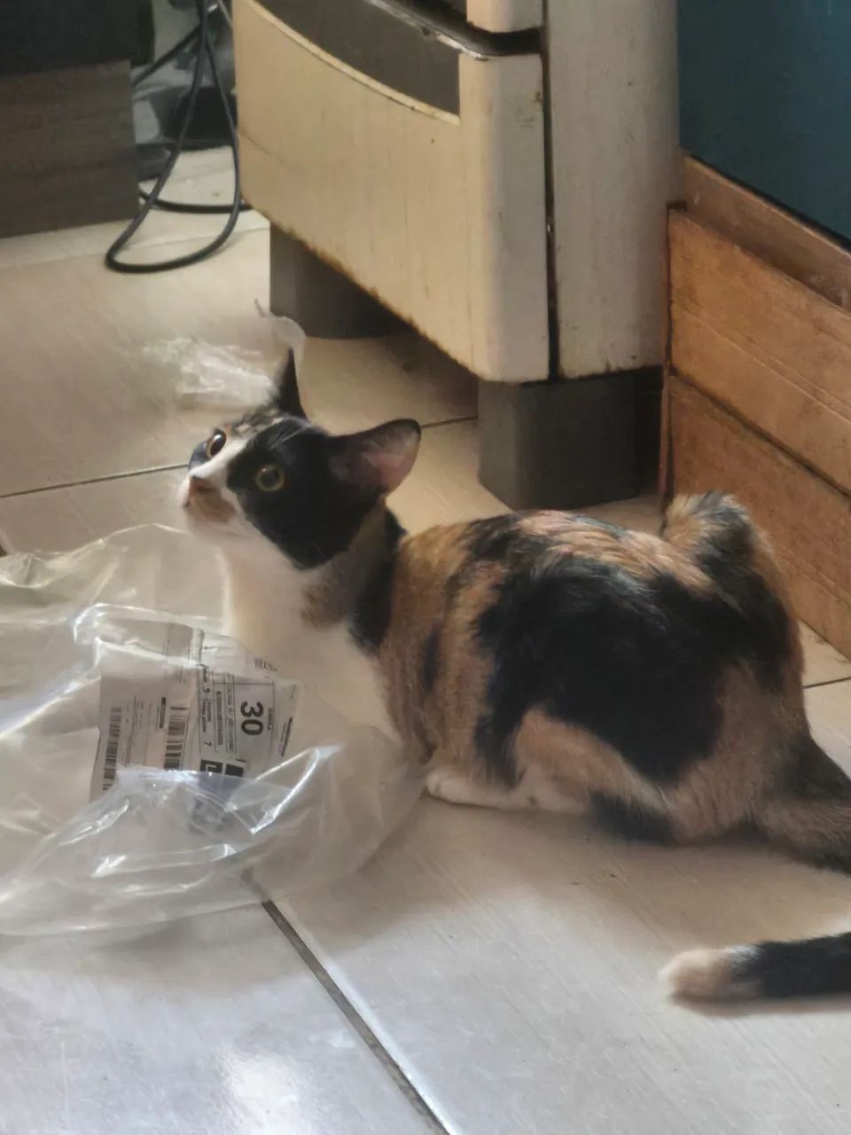 Doação de gato  - Foto 2