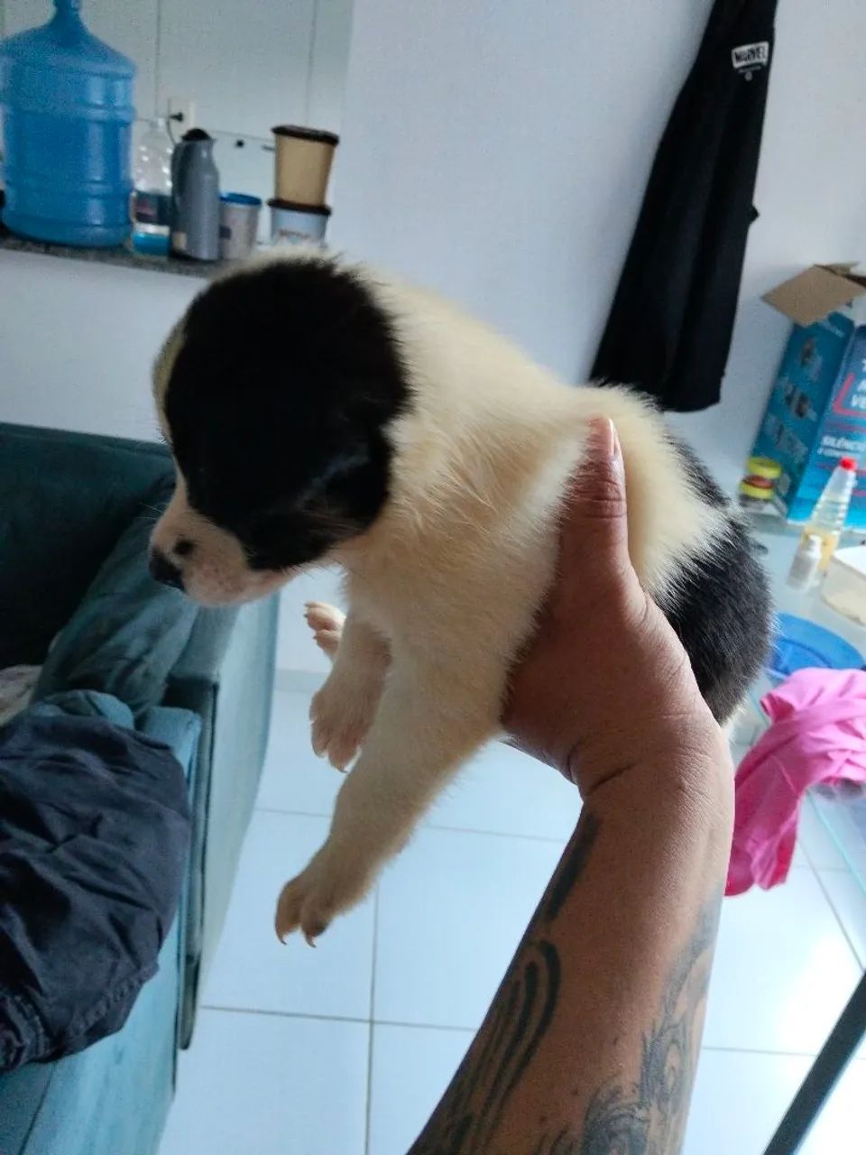 Cachorro 