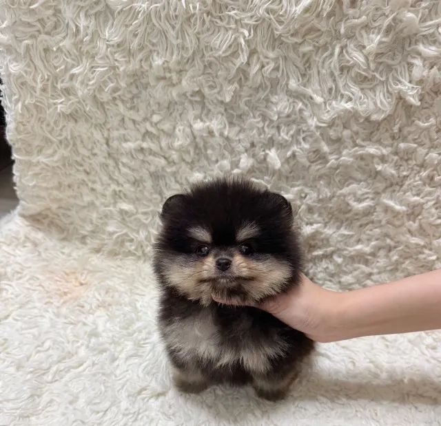 Filhotinhos spitz alemão/lulu da pomerânia linhagem selecionada e dócil