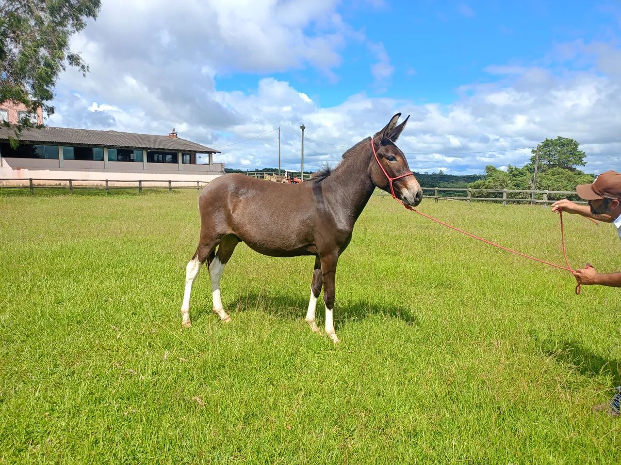 Mula e Burro Marcha Picada - Foto 2