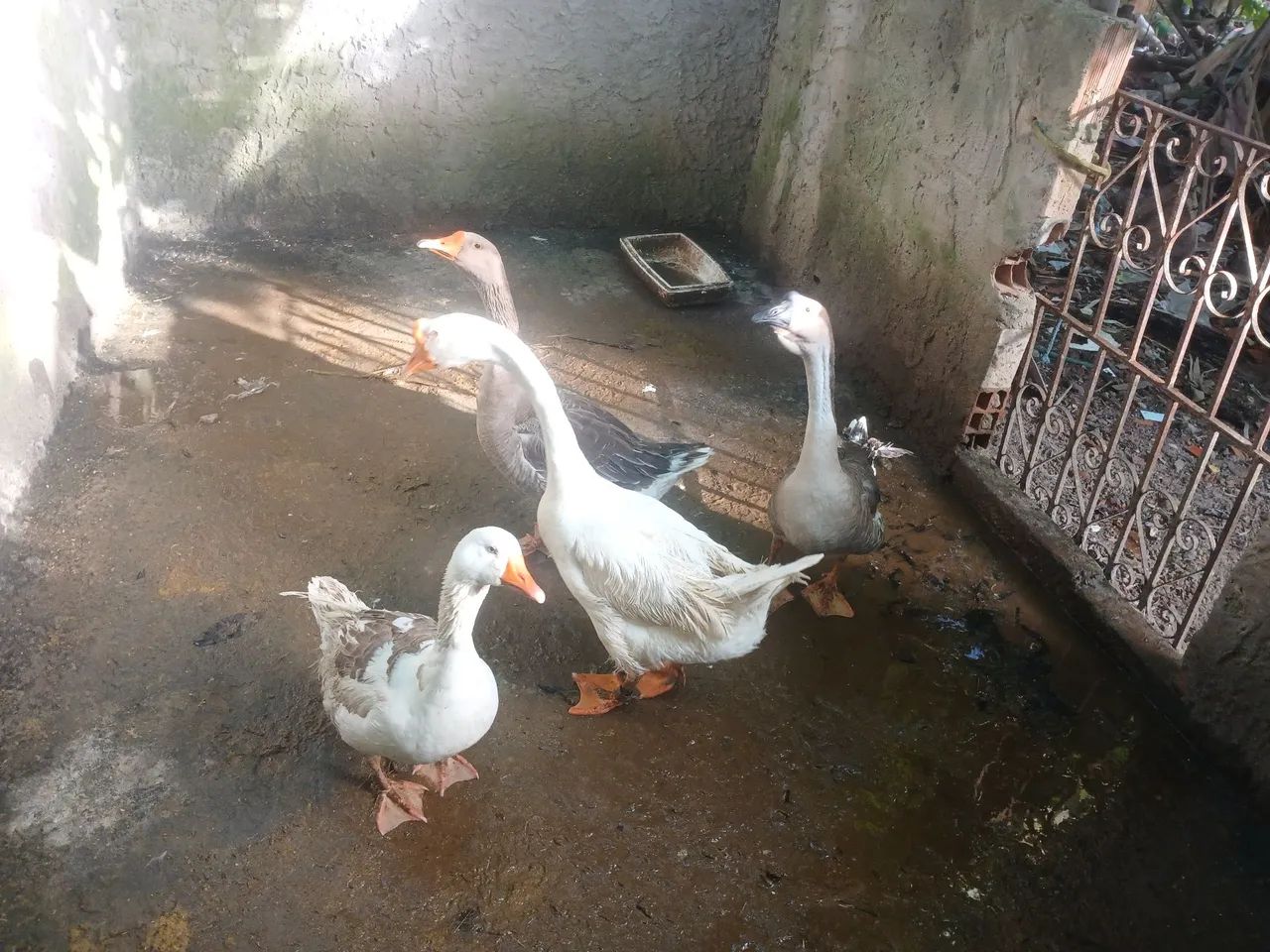 2 casais de ganso  - Foto 2