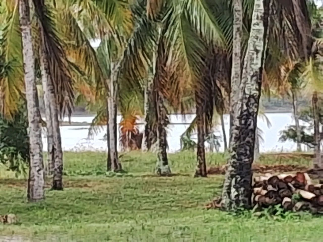 Sítio Em Santa Isabel pirambu - Foto 2