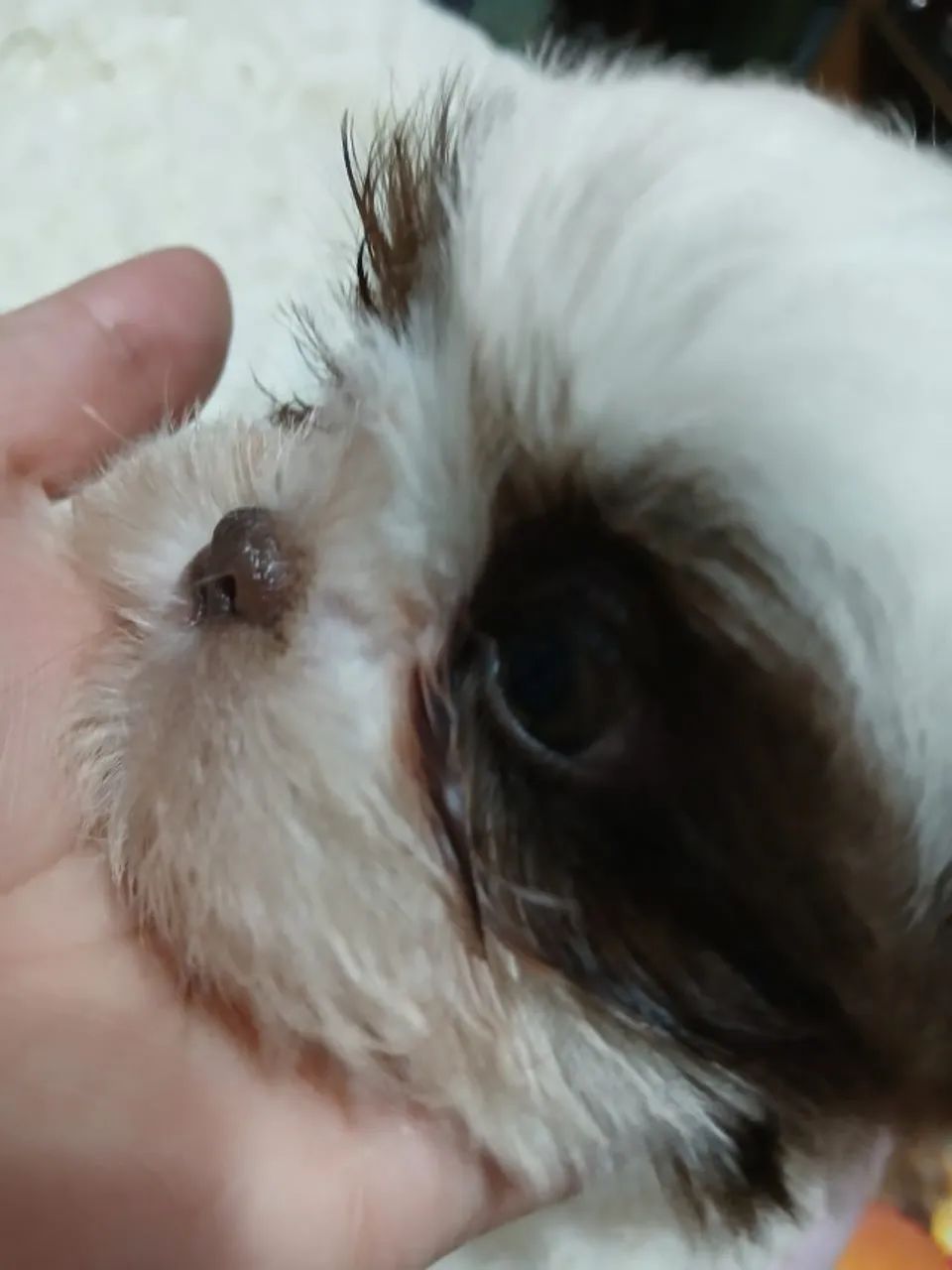 shihtzu femea - Foto 3