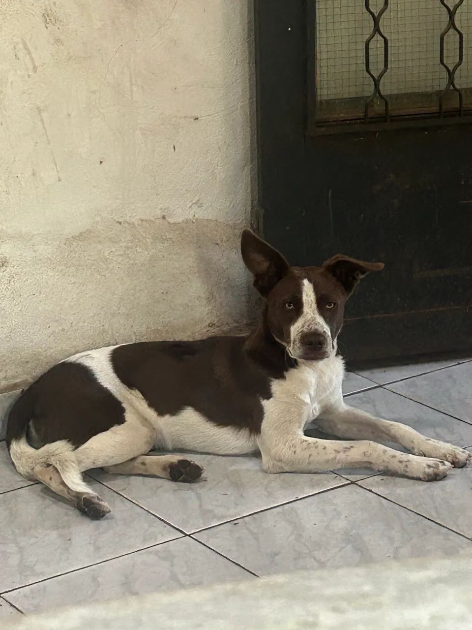 Cachorro  - Foto 4