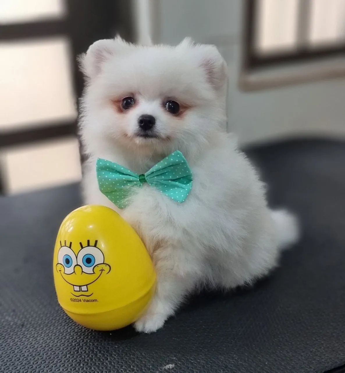 Spitz alemão machos  - Foto 4