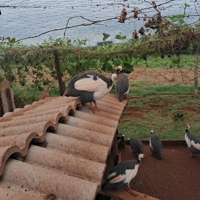 Galinhas da angola.