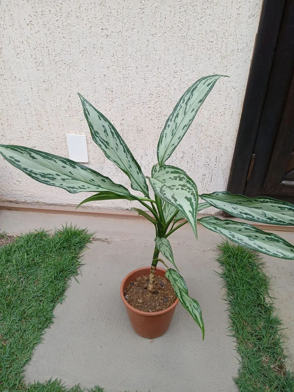 Aglaonema.  - Foto 2