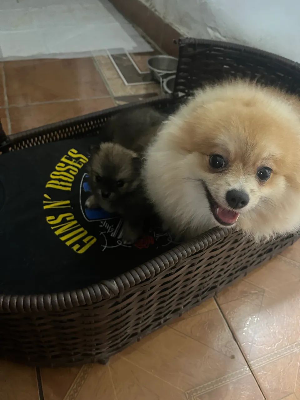 Spitz alemão  - Foto 3