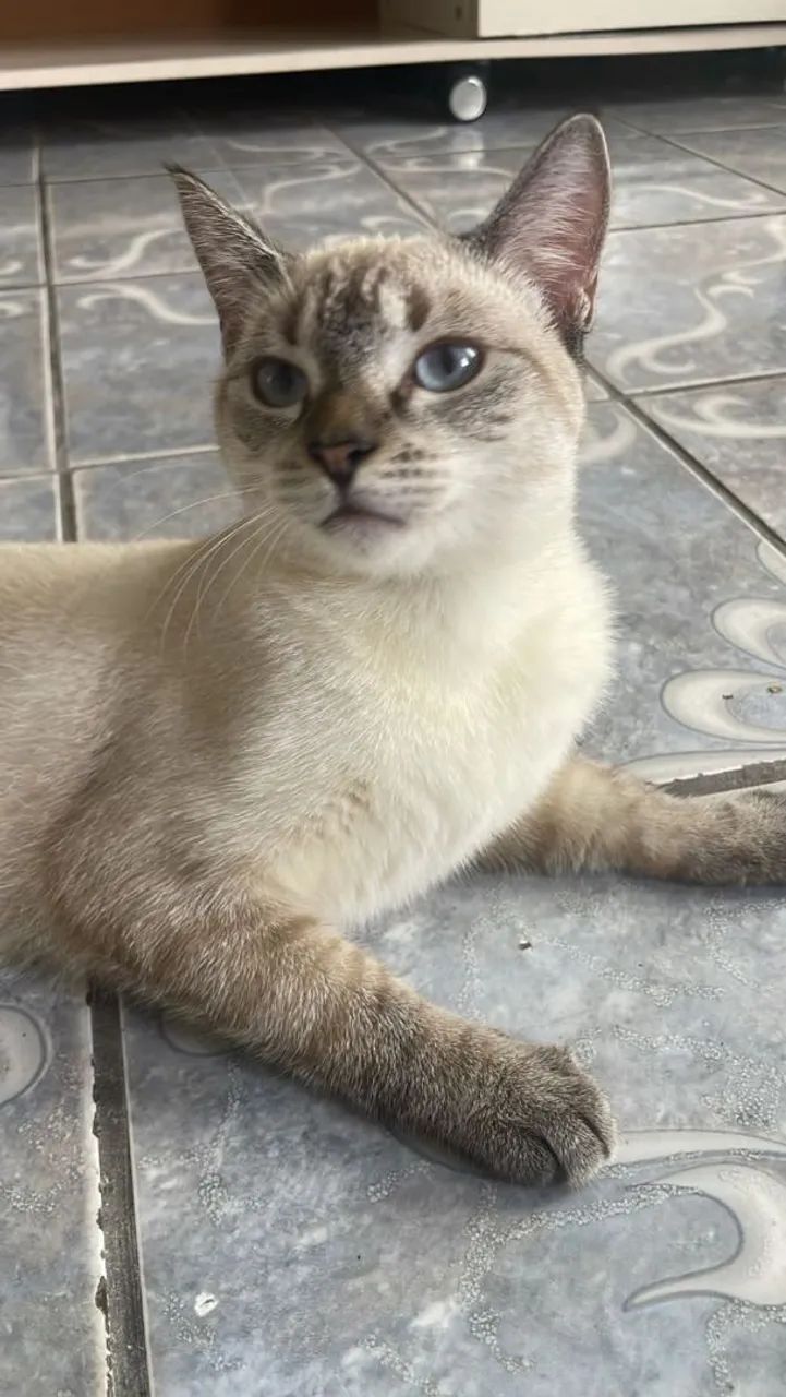 Gata adoção  - Foto 3