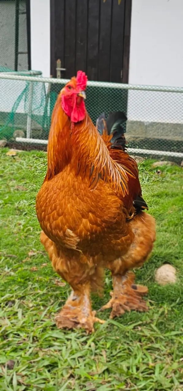 Galo - Foto 2