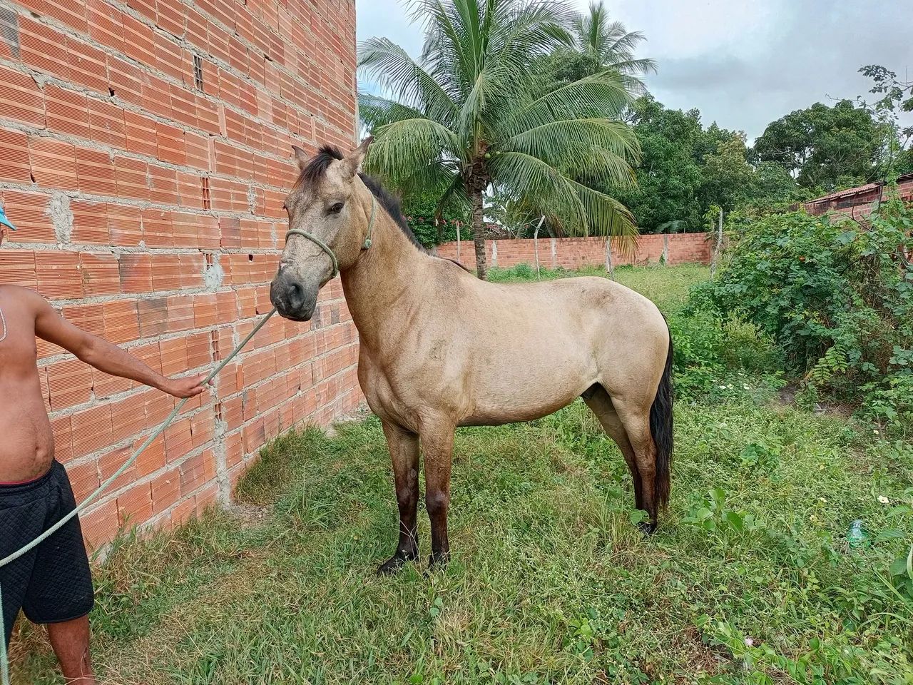 Cavalo de Montada