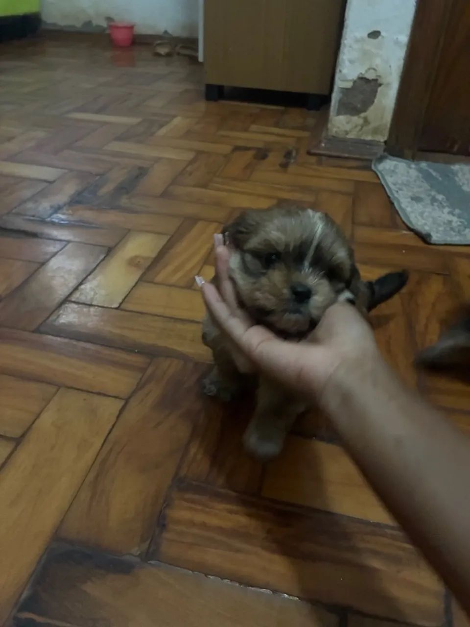 Shihtzu - Foto 4