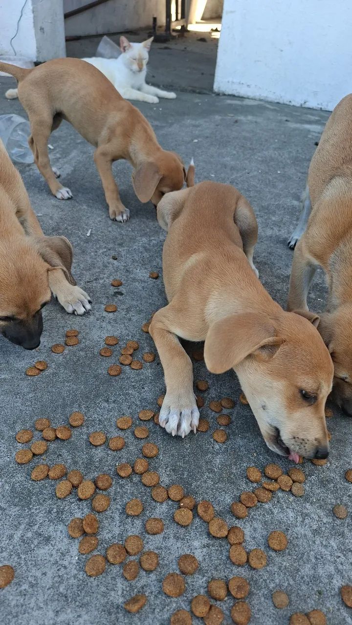 Animais  - Foto 3