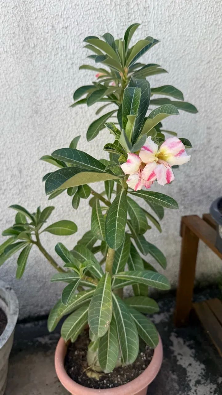 Plantas