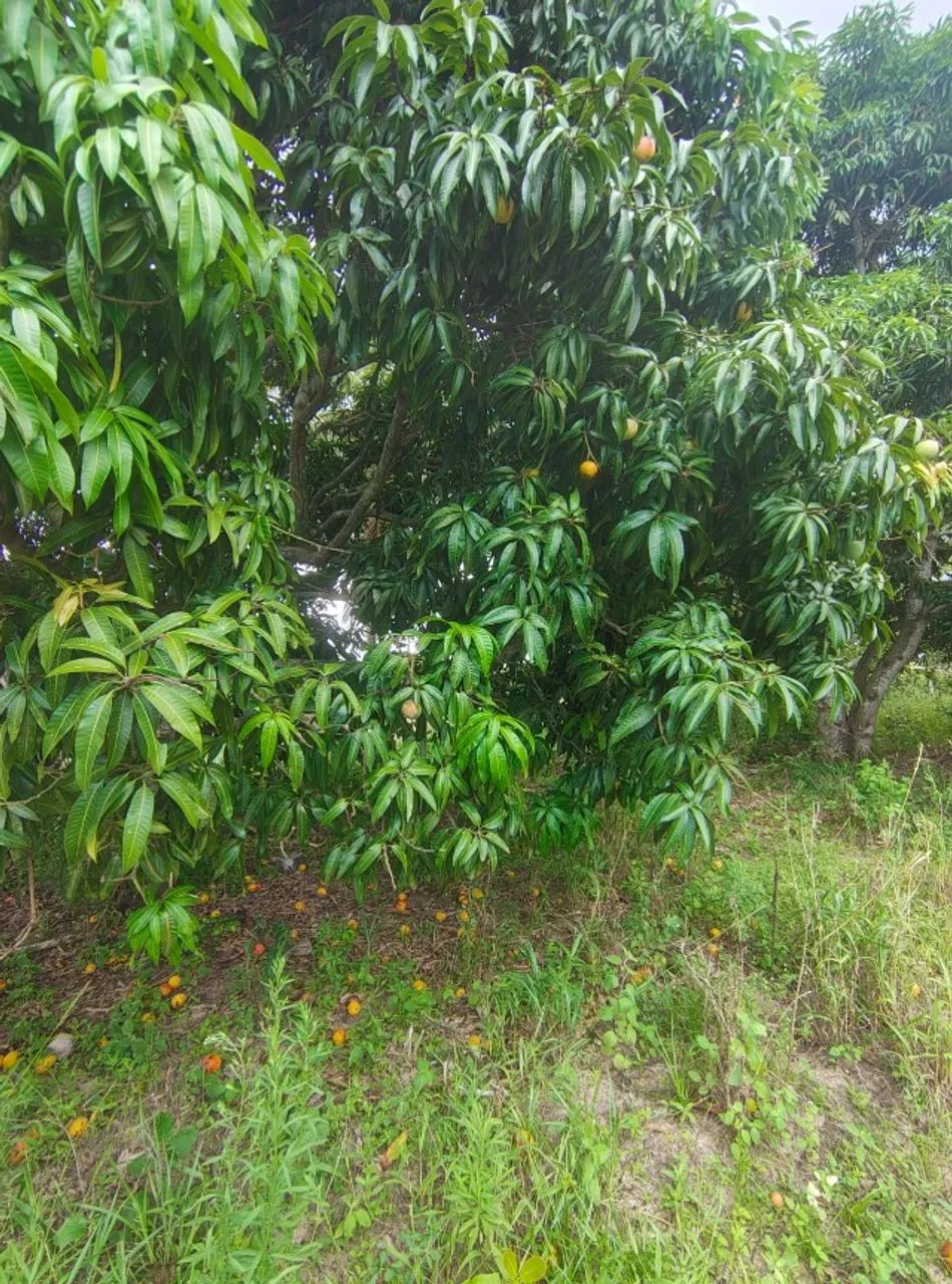 VENDE-SE SÍTIO COM APROXIMADAMENTE 40000M², MUNICÍPIO DE SOBRADO/PB - Foto 3