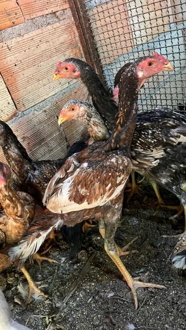 Frango índio puro iodo... - Foto 3