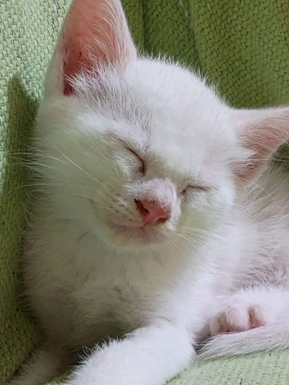 Adoção responsável  - Foto 3