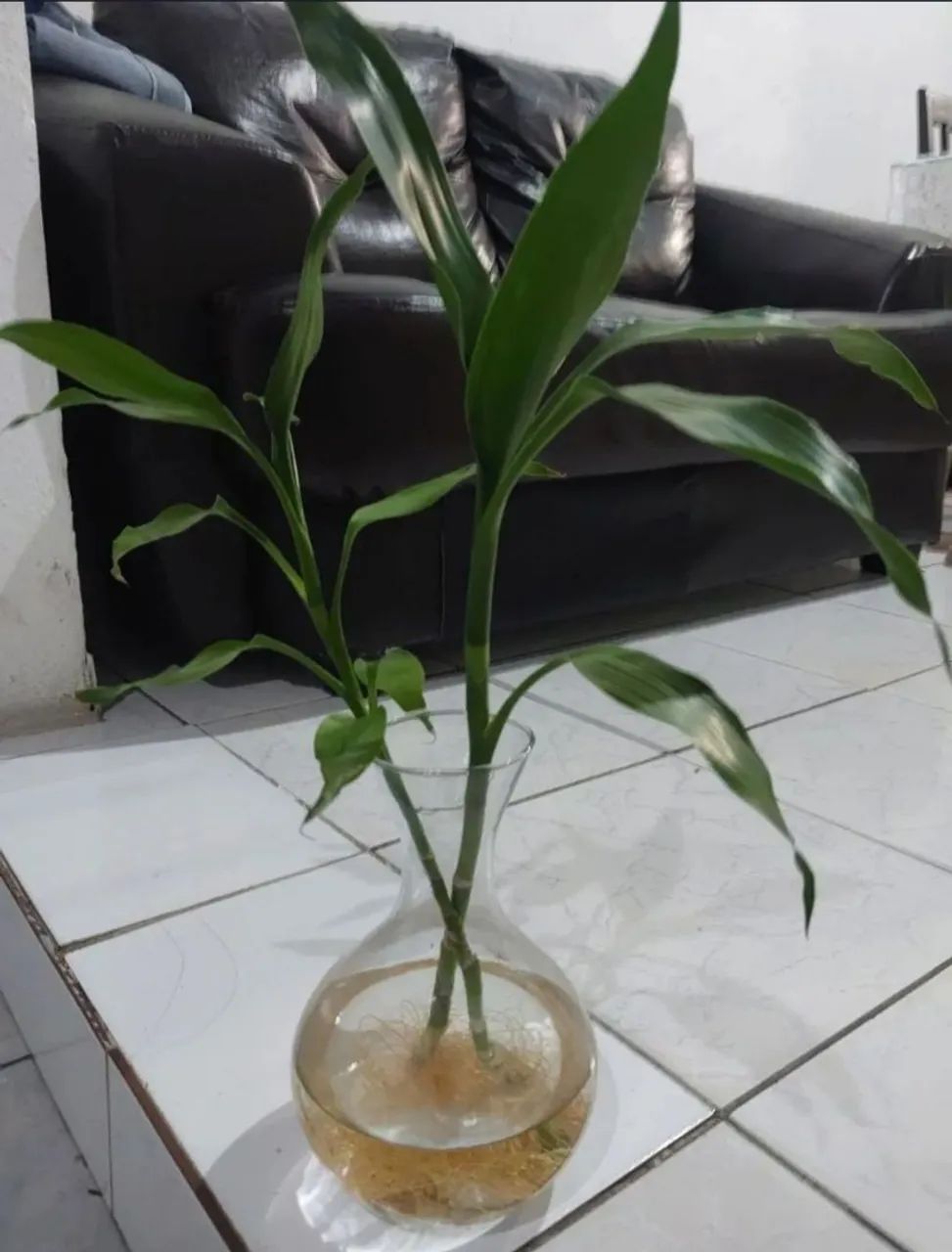 Bambu da sorte (apenas haste) - Foto 3