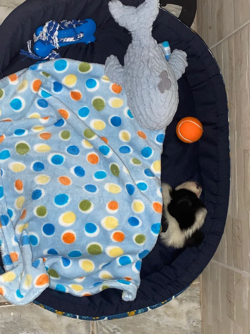 Vendo border collie - Foto 4