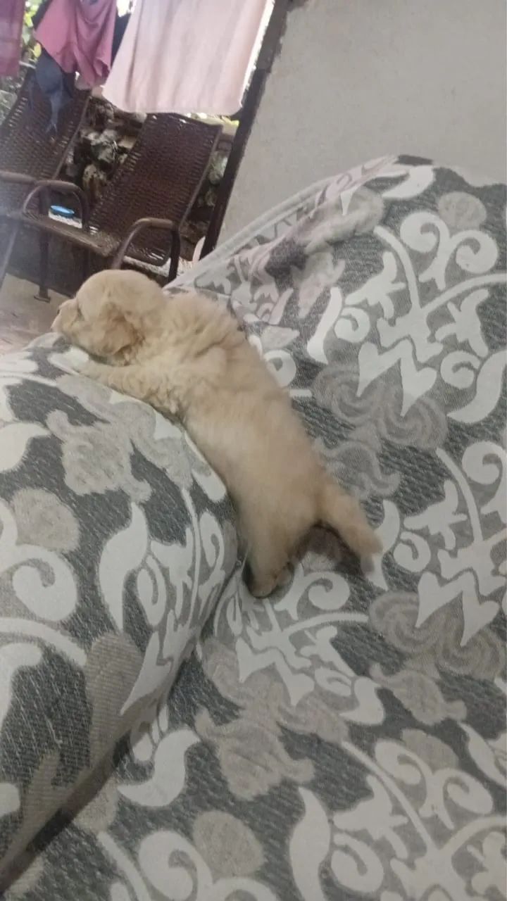 Filhote macho poodle - Foto 3
