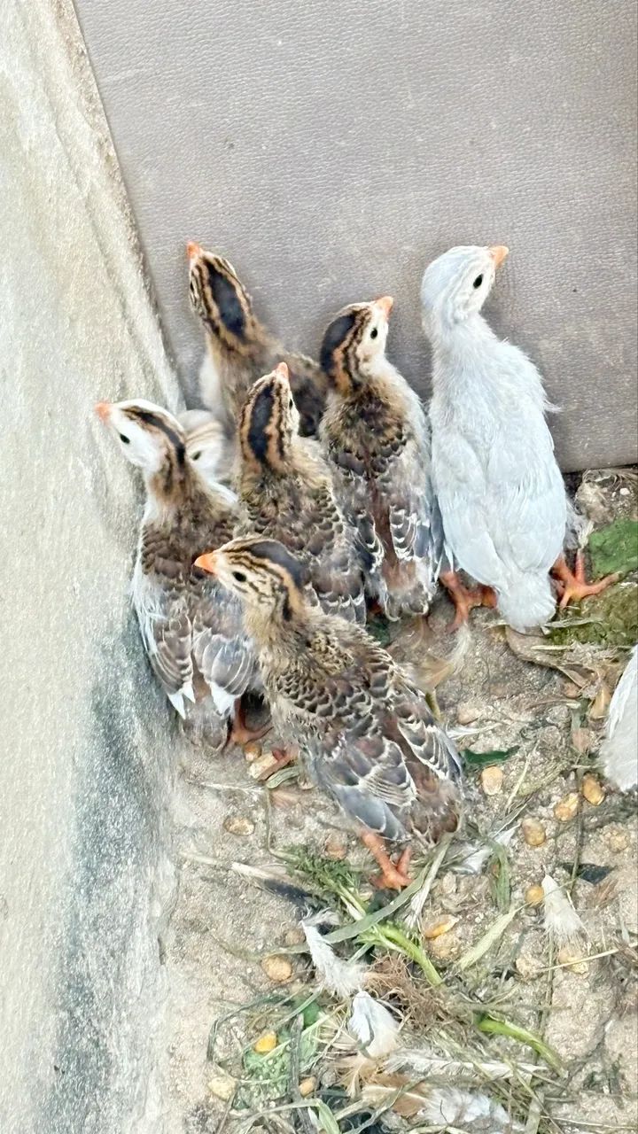 Galinha Angola - Foto 2