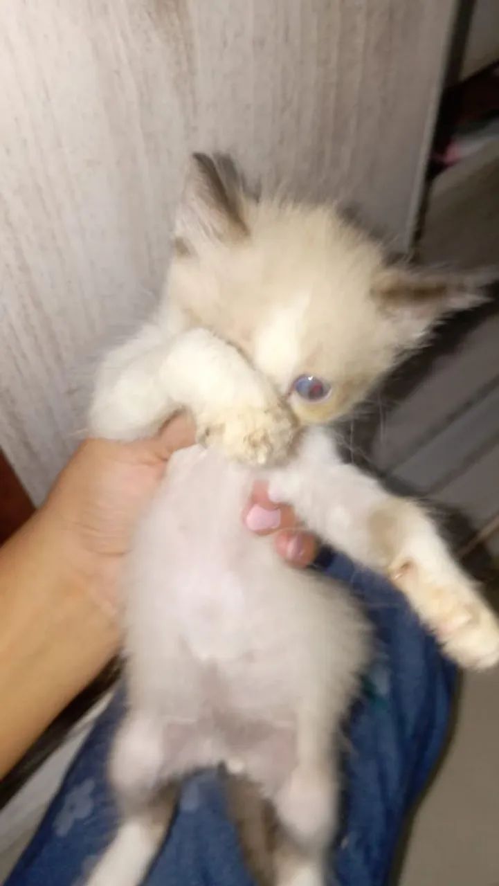Gatos filhotes - Foto 2