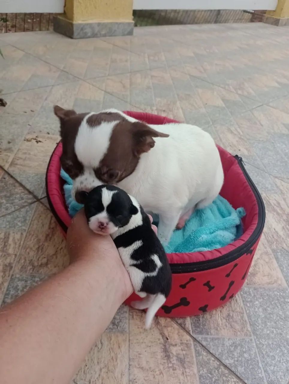 Chihuahua Macho Pelo Curto. Entregamos Litoral e interior 