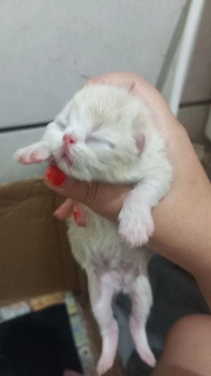 Vendo gatos persa - Foto 3