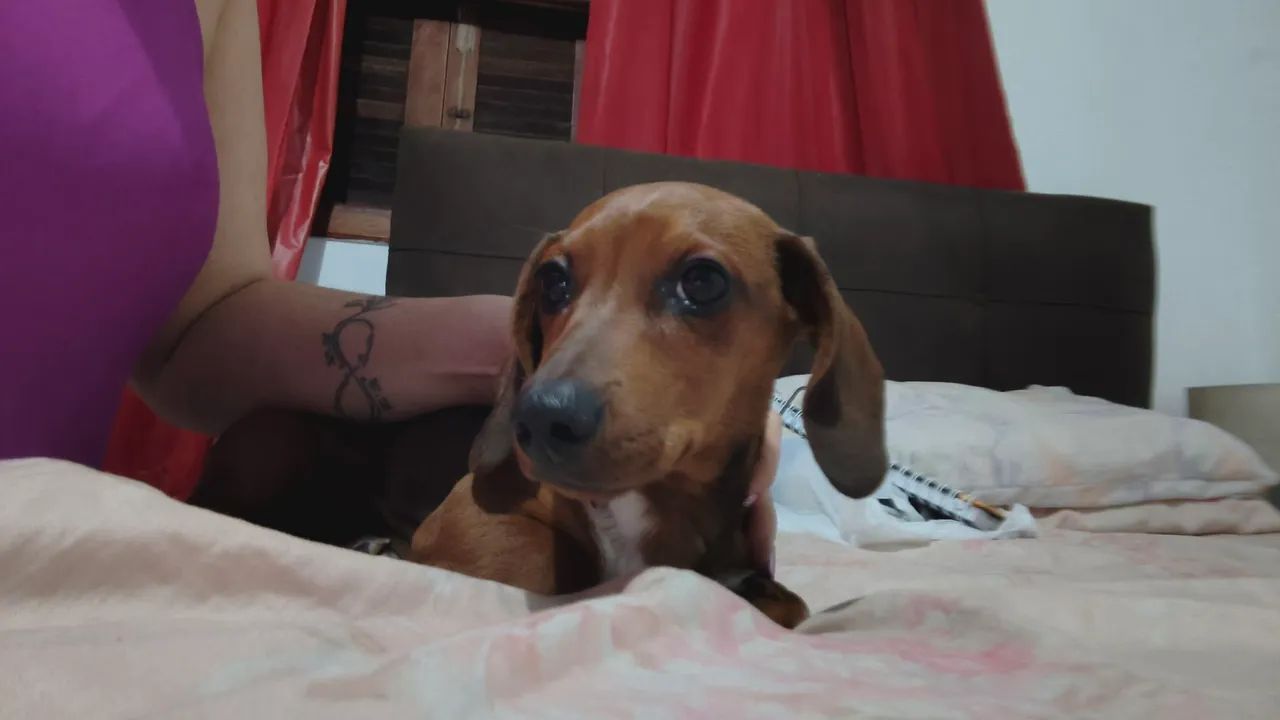 Filhote dauchaund com bassê , ele tem 4 meses é o último da ninhada .  - Foto 4