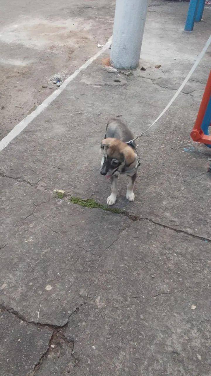 Husky Siberiano  - Foto 4