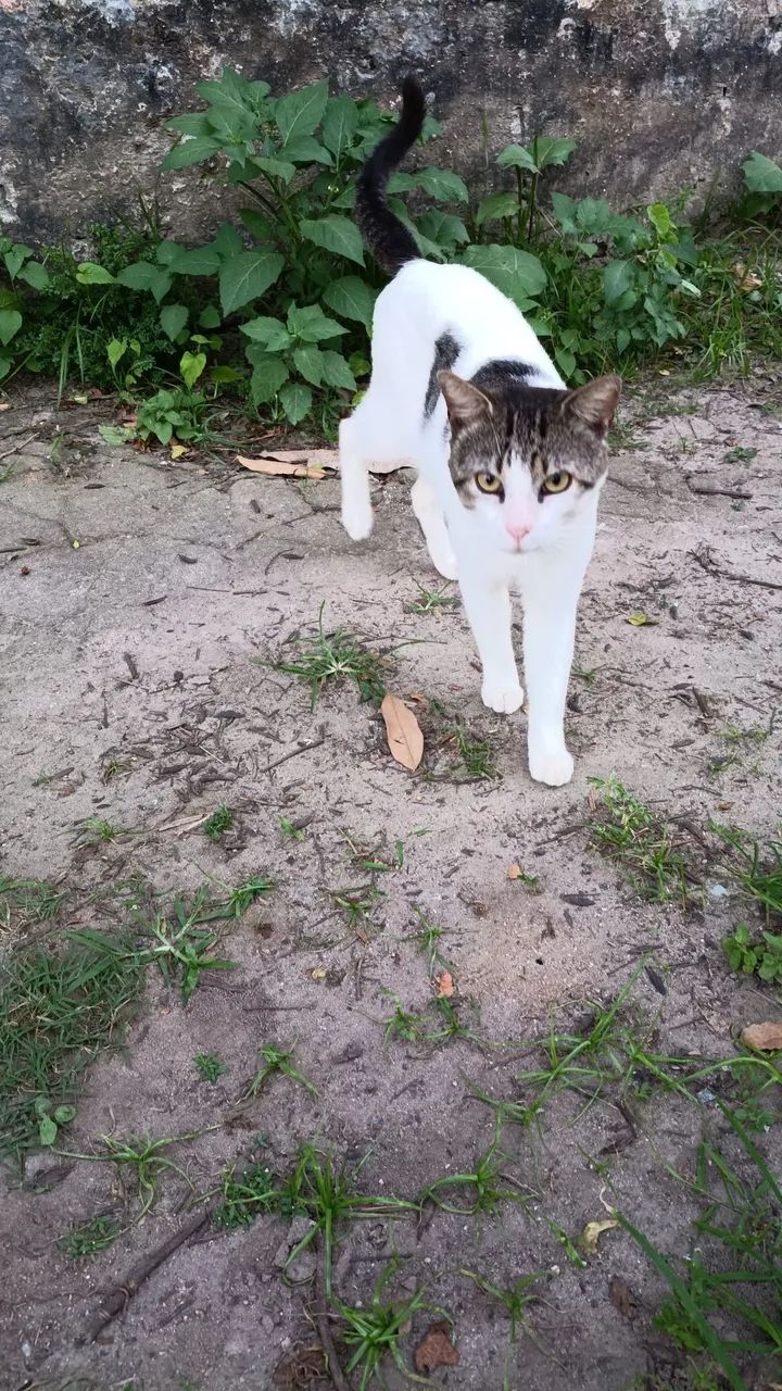 Gatos - Foto 4