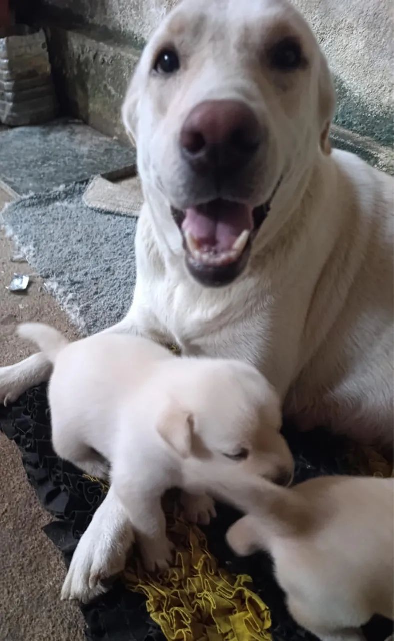 Filhotes de Labrador  - Foto 5