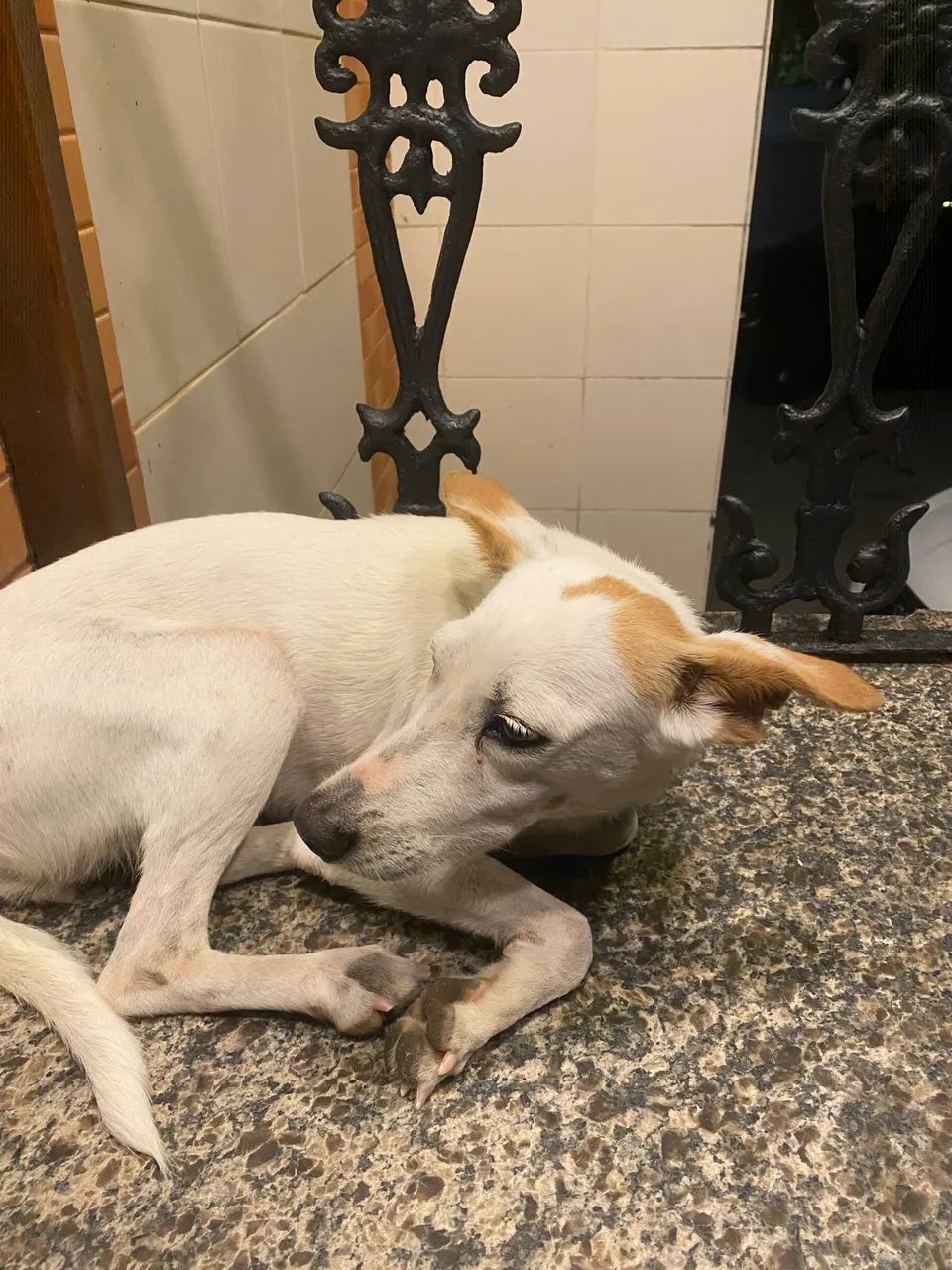 Adoção responsável - Foto 2