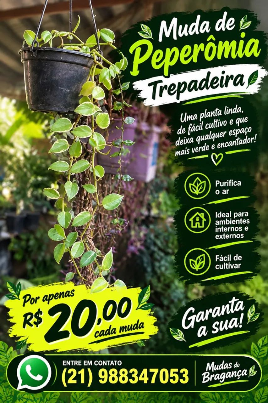 Planta
